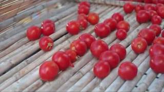 Manu Chao - Minha Galera (Videoclip)