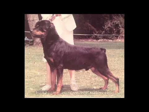 ADRK Klubsieger 1971-2019 (Rottweiler)