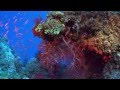Коралловые рифы. Omar Akram music 