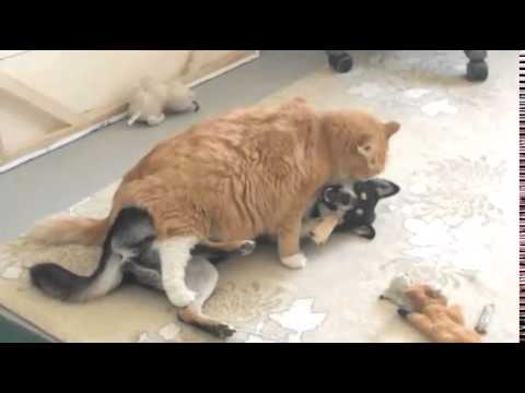 หมากับแมว