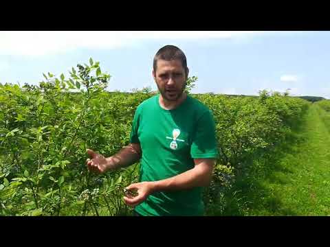 Schema de TRATAMENTE la AFIN: Cum obții fructe mari și sănătoase? 🫐 Ing. Răzvan Rădulescu