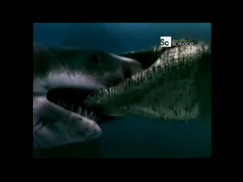 Reverse of Animal Face-off : Saltwater Croc vs Great White Shark fight