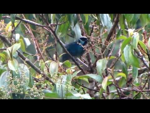 Tangara berylová (Tangara nigroviridis) — video o speve a chove