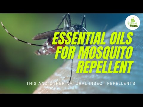 Essential Oils for Mosquito Repellent : This and other natural insect repellents