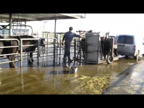 Greenfield Dairy Programme- Autumn 2013 report