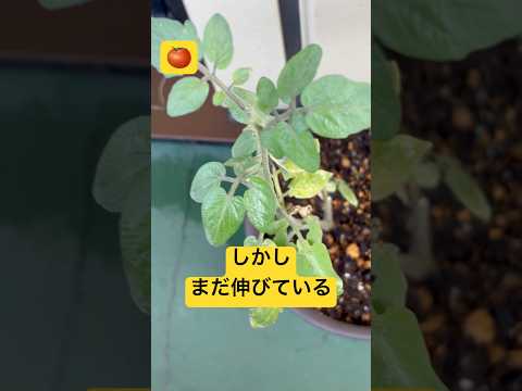 なぜトマトは育たないのでしょうか？この夏、すべてのチャンスを味方につけるためにすべきこととしてはいけないこと!  庭園