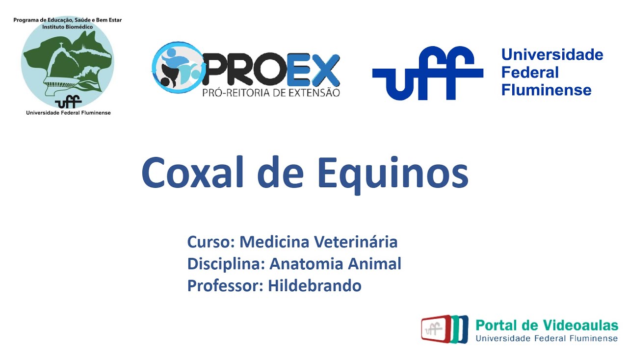 Coxal de Equino