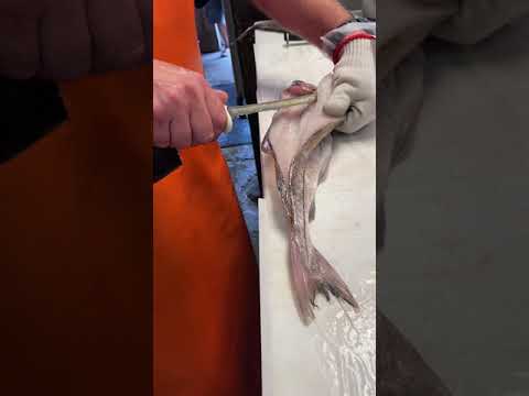 Filleting a haddock.