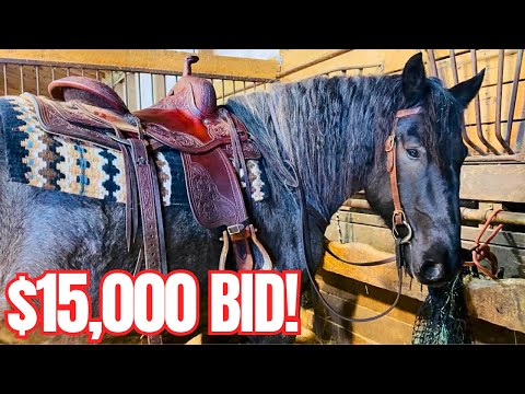 We Came for One Horse…But Bid On Another…