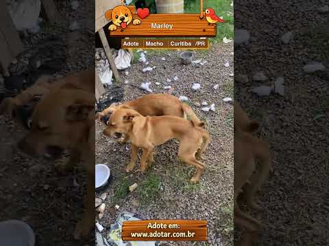 Vídeo de Marley