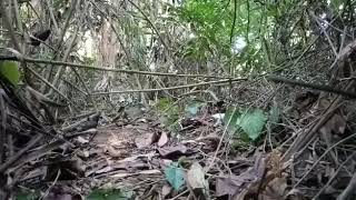 Download lagu Pikat (poho) Poksay Hongkong part 1 mp3 Download lagu Pikat (poho) Poksay Hongkong part 1 mp3