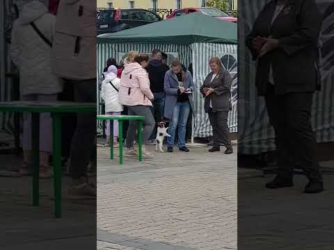 BLESK FORTUNI OXYGEN, 3 months old