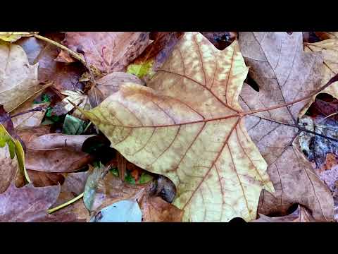 image : Samedi au jardin : Cabourg (Calvados) 