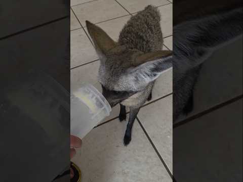 Homestead Animal Rehab: Rescue Challenges & Rewards