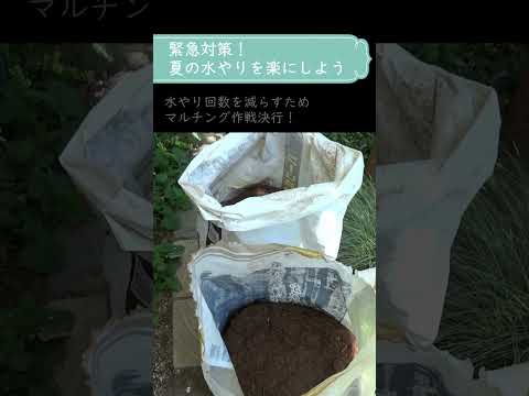 ディプラデニアにいつ水をやるのですか？文化、アドバイス、手法  庭園