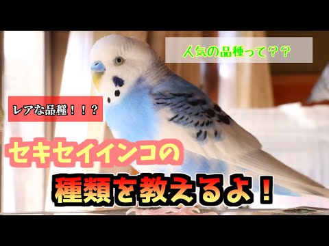 ブルインコについて詳しく解説