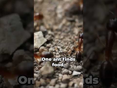 How Do Ants Find Food? #viral #shorts  #facts #animals #ants