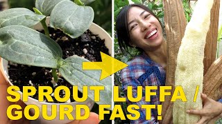 Tips To Speed Up Luffa / Gourd Seed Germination