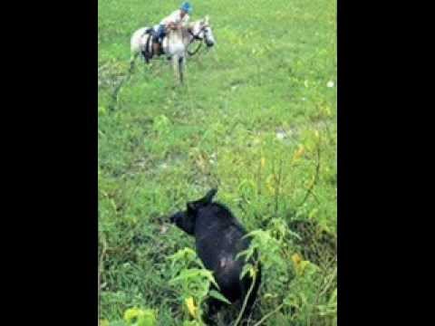 FG  El Cazador de Berracos - Dionisio Garrido