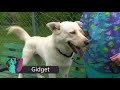 Critter Corner June 2018
