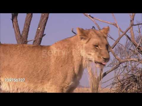 Cheetah Pan Part 18: A Codfish With Stripes