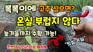뽁뽁이에 고추모종 심으면 고추가 주렁주렁 온실부럽지 않아요 5년이상 재사용하는 기능성 뽁뽁이멀칭비닐 늦게까지…
