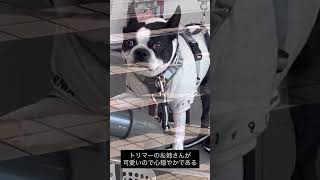 爪切りしてもらってるトリマーのお姉さんが可愛いから心穏やかな犬 #ボストンテリア
