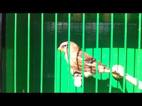 Common redpolls carrier for isabel