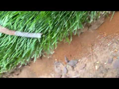 Digger Bees Close to the Driveway in Colts Neck, NJ