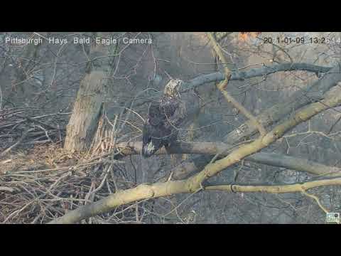 Hays Eagles nest intruder gets knocked off nest perch 2021 01 09 1:26:29 pm