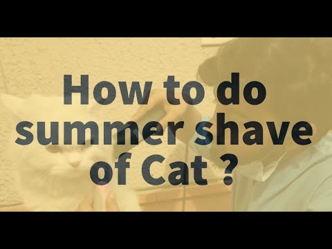 How to do Summer Shave of Cat ? | Summer shave of Cat by our Pet Groomer