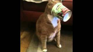 Maybe That's Why He's Fat