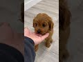 Cavapoo dogs for sale: Brooklyn - Video 1