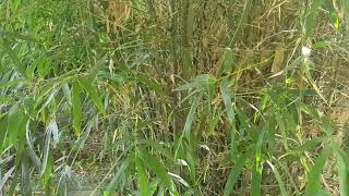 Feng Shui Support for Your Strength, Fidelity, and Flexibility.