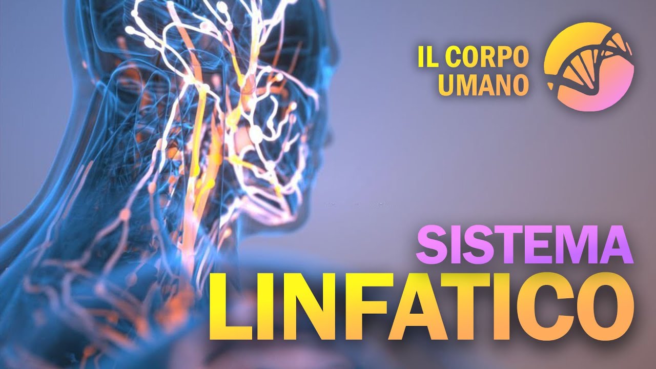 Sistema Linfatico | Il Corpo Umano