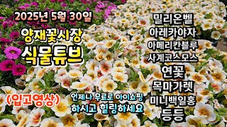 양재꽃시장 식물튜브 25년 5월 30일 입고영상 시청 하시면서 힐링타임 되세요~~~ #양재꽃시장 #식물튜브 …