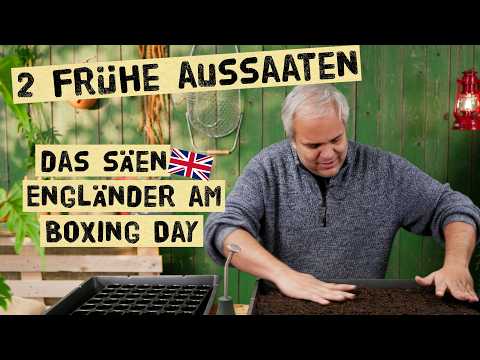 Boxing Day Aussaat: Englands Klima-Vorteil für Gärtner