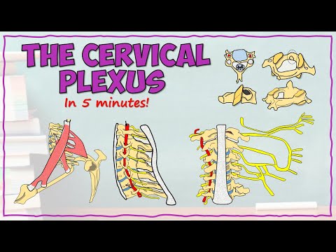 The Cervical Plexus