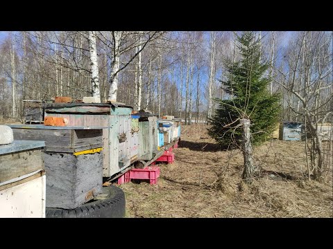 Байки пчеловода. Первый облёт. Начало сезона. #роеловство #пчеловодство