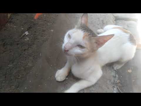 mammy cat🐈😺🤫