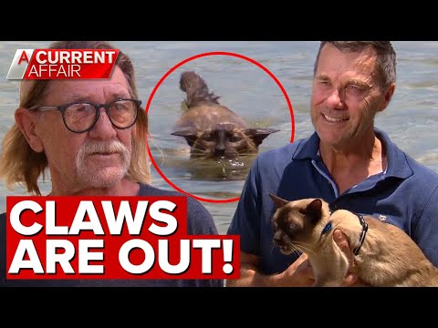 Swimming cat sparks local uproar | A Current Affair