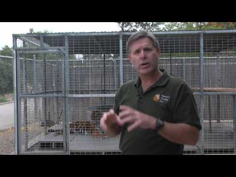 Zoo Animals : How Do Tigers Communicate?