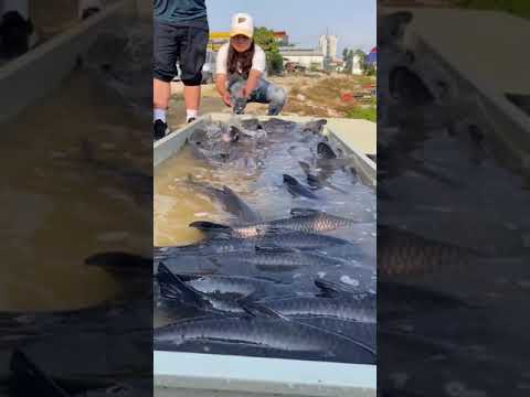 Let's put the fish again! Must go to get him! Outdoor fishing #fishing people black pit fishing