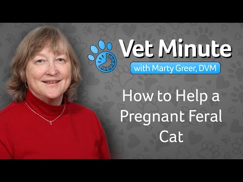 How to Help a Pregnant Feral Cat