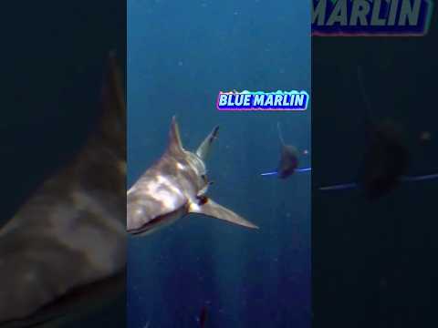 Blue Marlin showing to a Bull Shark who's boss in the Deep-Sea | Blue Marlin vs Bull Shark
