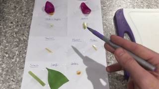 Dissection of a Flower - Plant reproduction