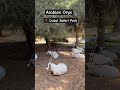 Arabian Oryx Arabianoryx Ytshorts Dubaisafari Ytshorts Youtubeshorts Youtube Viralshort