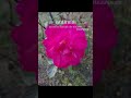 #autumn#rose#garden#photo#shortvideo #lesfeuillesmortes #coversong #frenchsongs #play