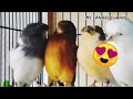 Gloster canary singing