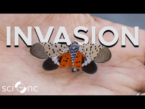 Beware the Spotted Lanternfly